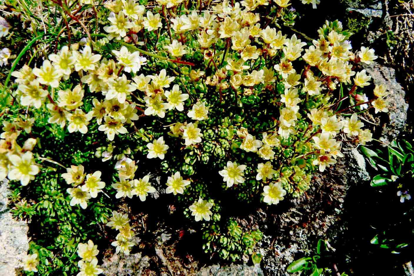 Saxifraga exarata subsp. moschata